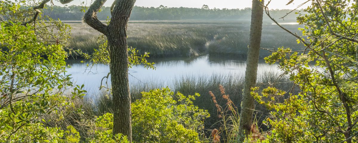 Pellicer Creek seen through oak trees