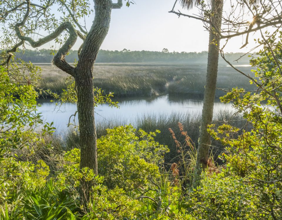 Pellicer Creek seen through oak trees