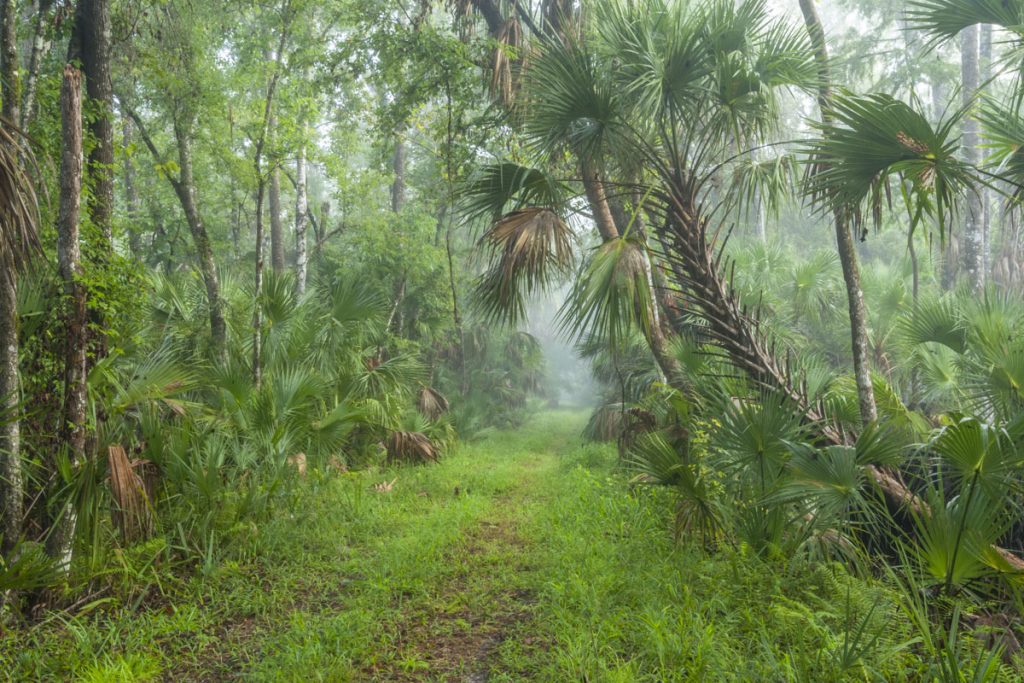 Foggy trail at Wekiva River Buffer Conservation Area