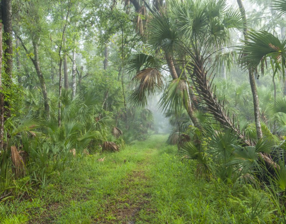 Foggy trail at Wekiva River Buffer Conservation Area