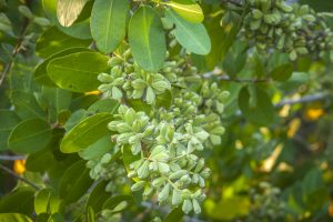 White mangrove seed pods