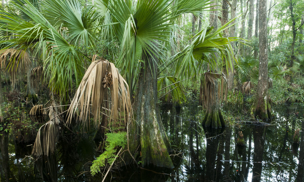 Cypress trees at Fort Drum Marsh Conservation Area