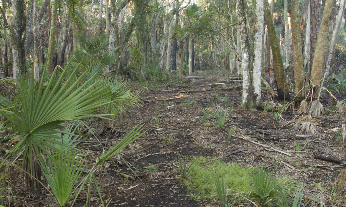 Hydric hammock at Fort Drum Marsh Conservation Area