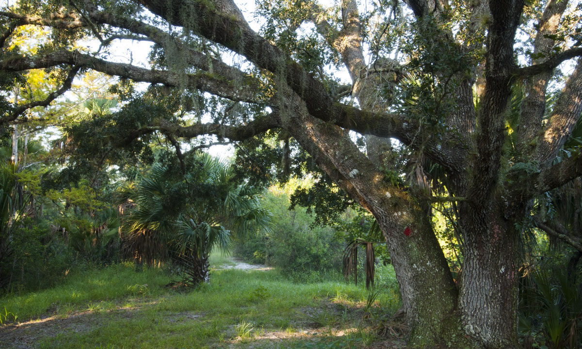 Hiking trail under oak trees