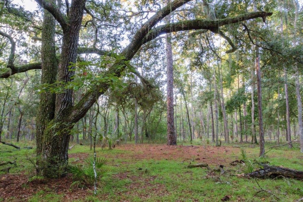 Oak pine trees at Longleaf Flatwoods Reserve