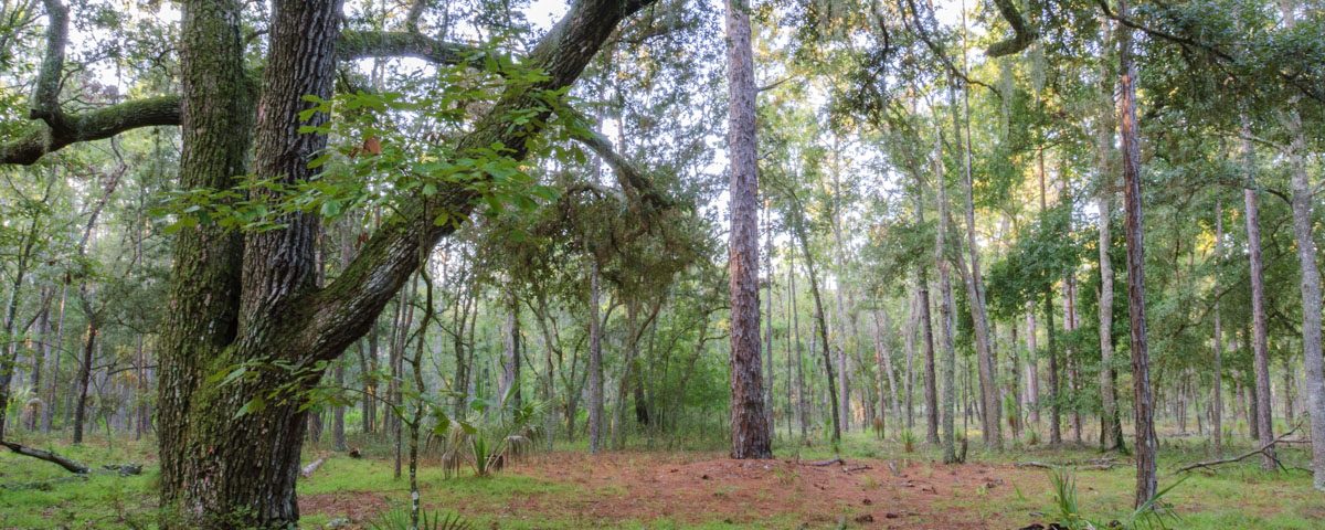 Oak pine trees at Longleaf Flatwoods Reserve