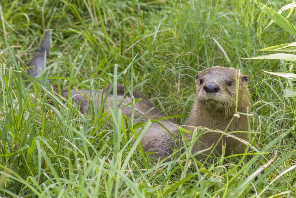 River otter Otter in some grass