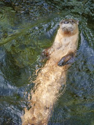 River otter River otter swimming on his back
