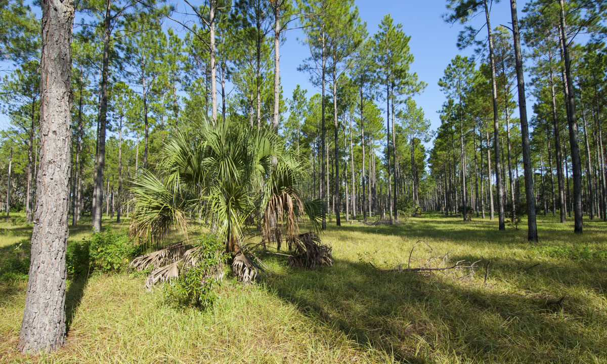 Pine trees at Crescent Lake Conservation Area