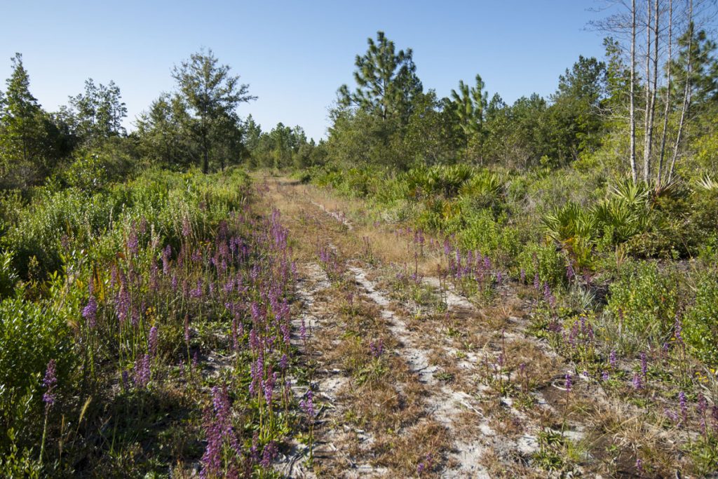 Hiking trail at Deep Creek North Conservation Area