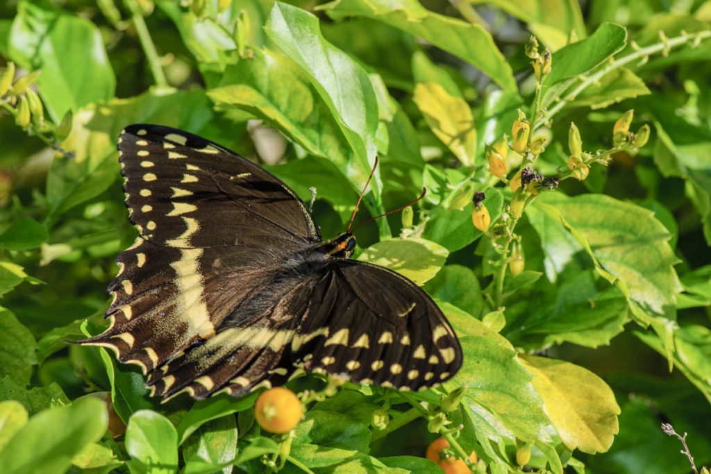 Butterfly Butterfly resting on a plant