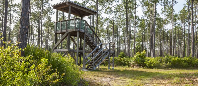 Observation tower at Bayard Conservation Area Observation tower at Bayard Conservation Area
