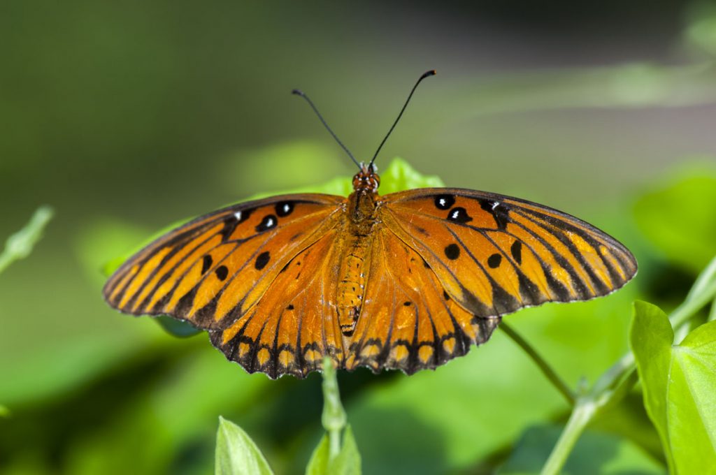 Butterfly Gulf fritillary butterfly