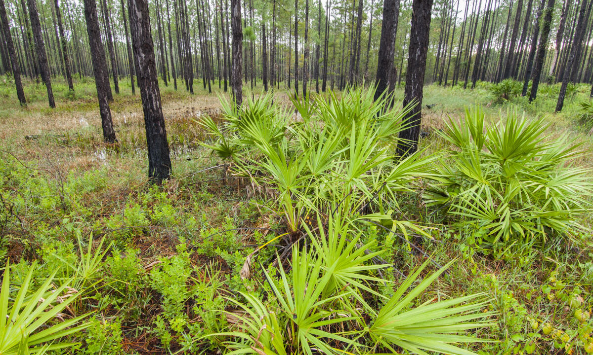 Pine forest with palmetto