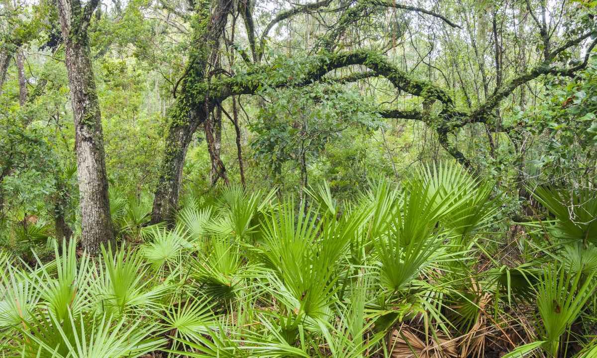 Oak trees and palmetto