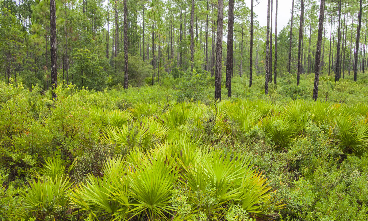 Pine flatwoods at Lake George Conservation Area