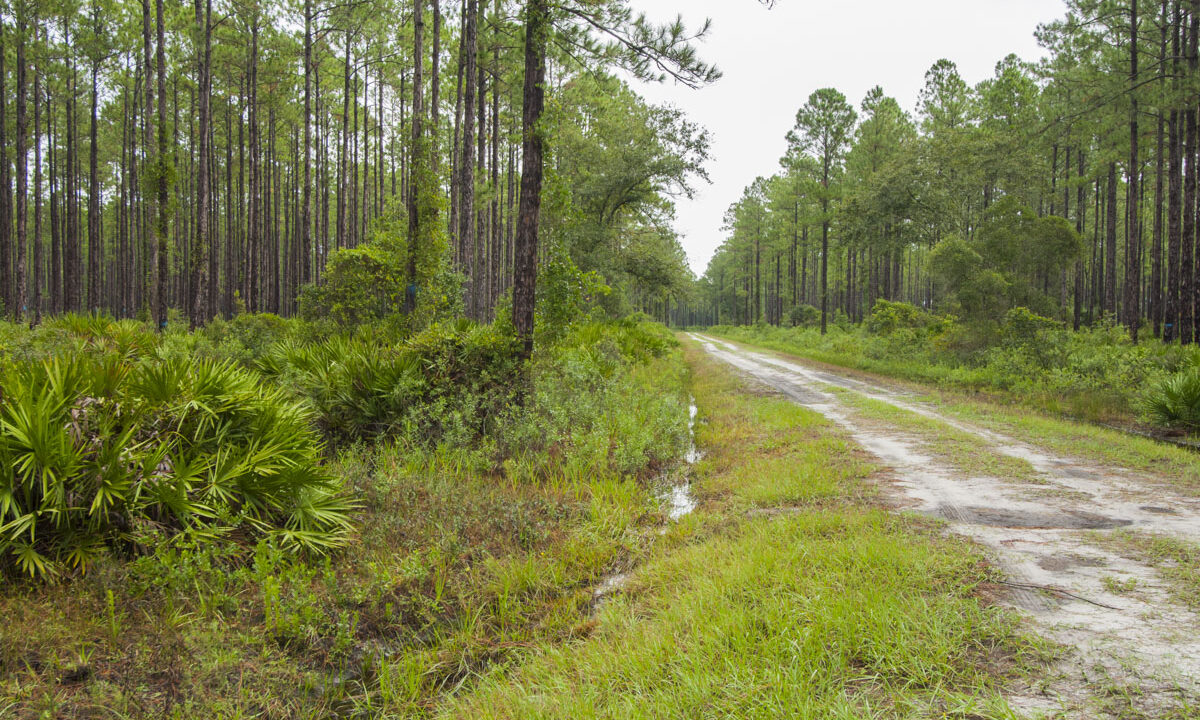 Internal dirt road at Lake George Conservation Area
