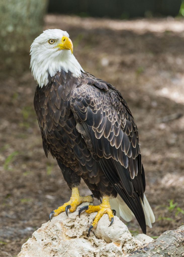 Bald eagle Bald eagle standing on a rock