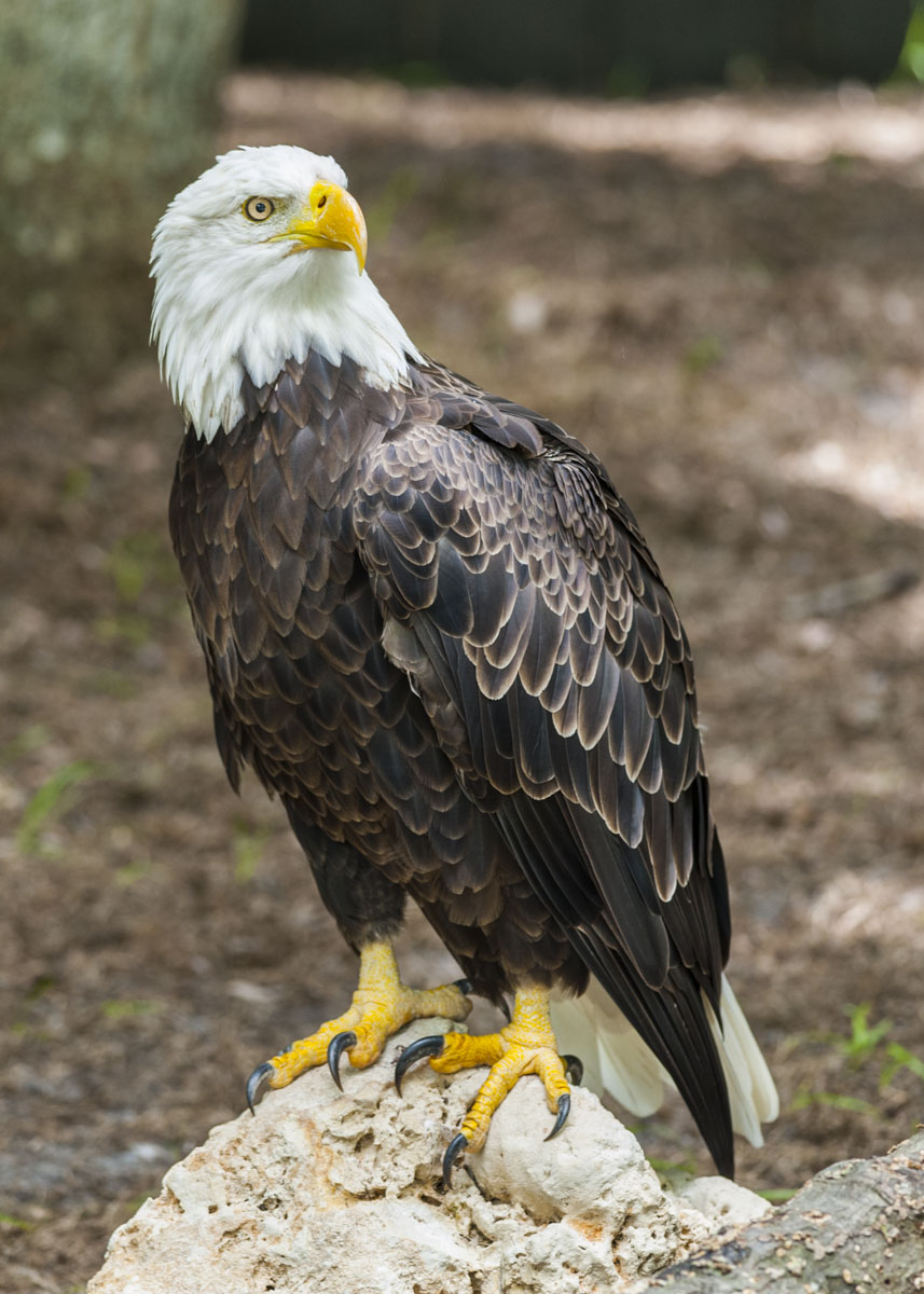 Bald eagle standing on a rock