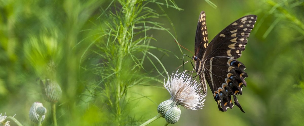 Butterfly Butterfly on a plant