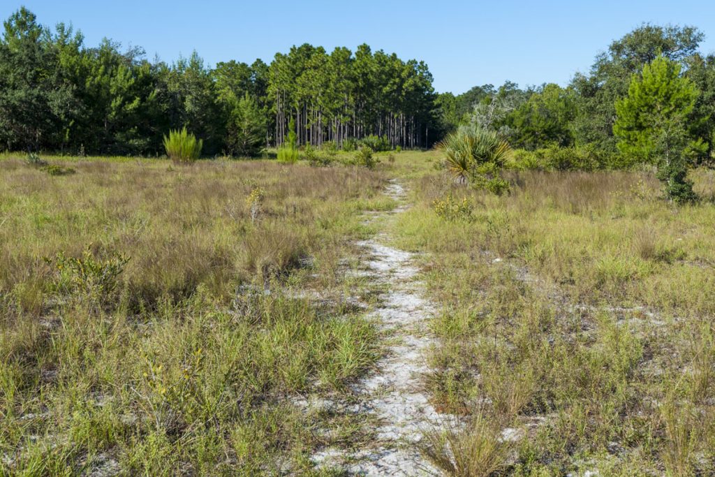 Hiking trail through a field at Econlockhatchee Sandhills Conservation Area