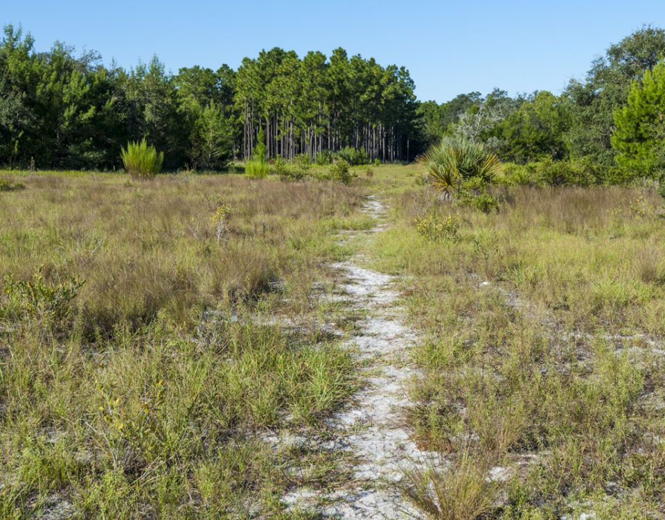 Hiking trail through a field at Econlockhatchee Sandhills Conservation Area