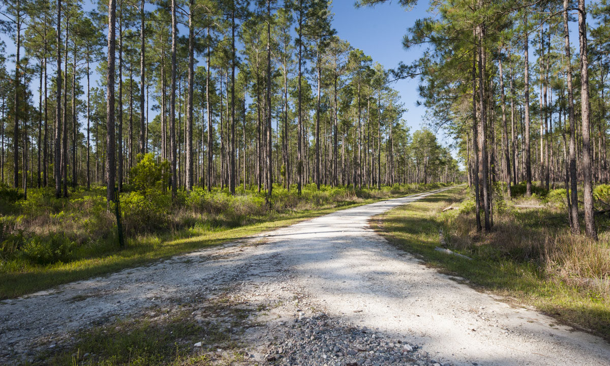 Internal road at Heart Island Conservation Area