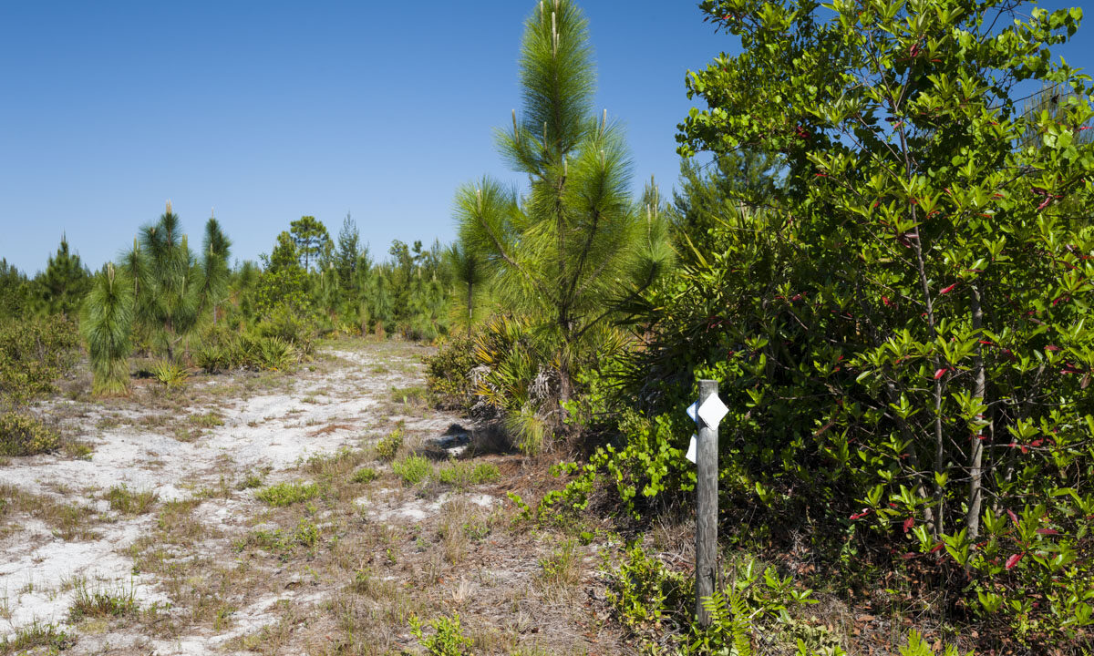 White blaze hiking trail at Clark Bay Conservation Area