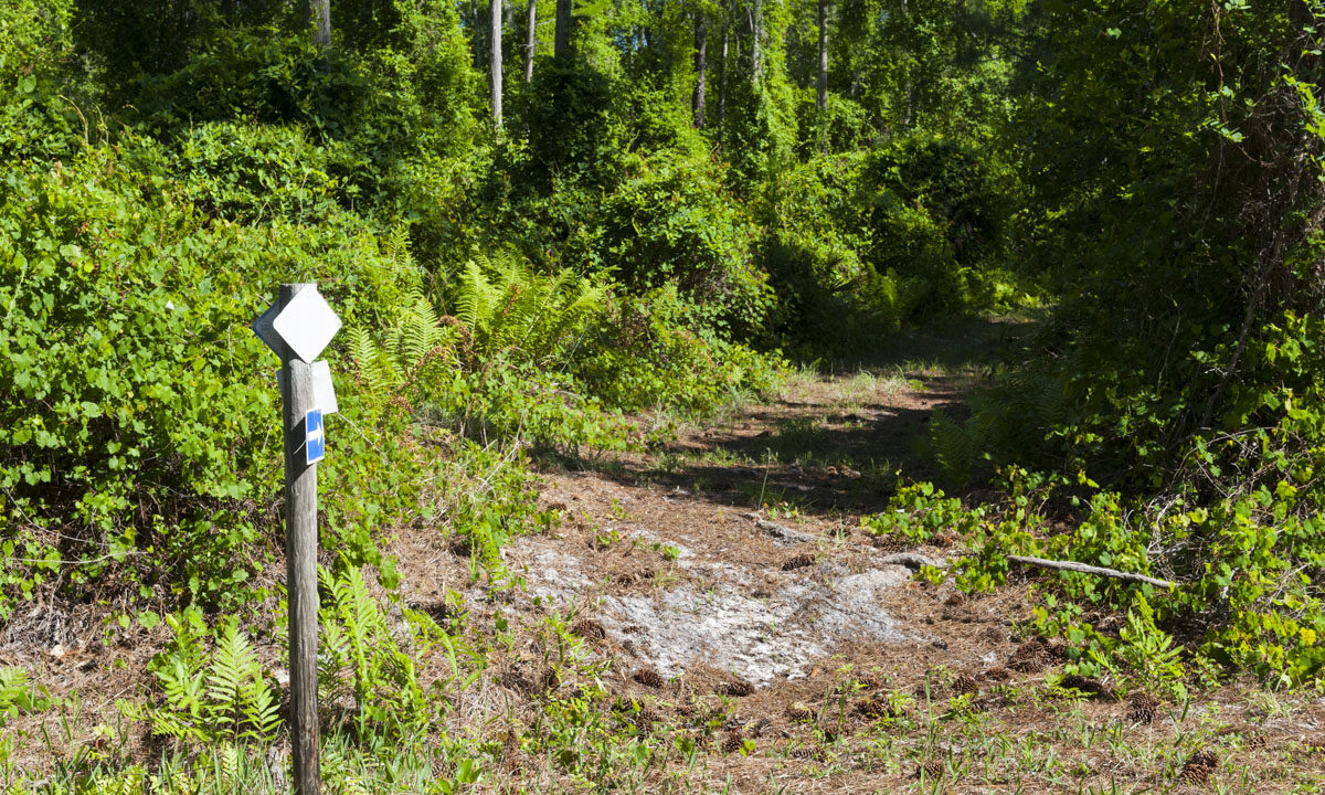 White blaze hiking trail at Clark Bay Conservation Area