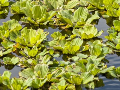 Water lettuce (Pistia stratiotes) in canal at Fellsmere Grade Recreation area Water lettuce