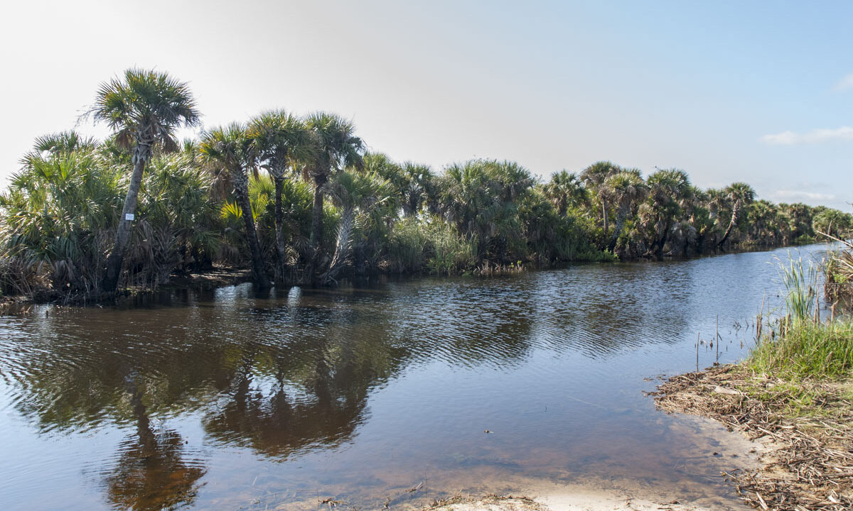 Palm lined canal at Three Forks Marsh Conservation Area