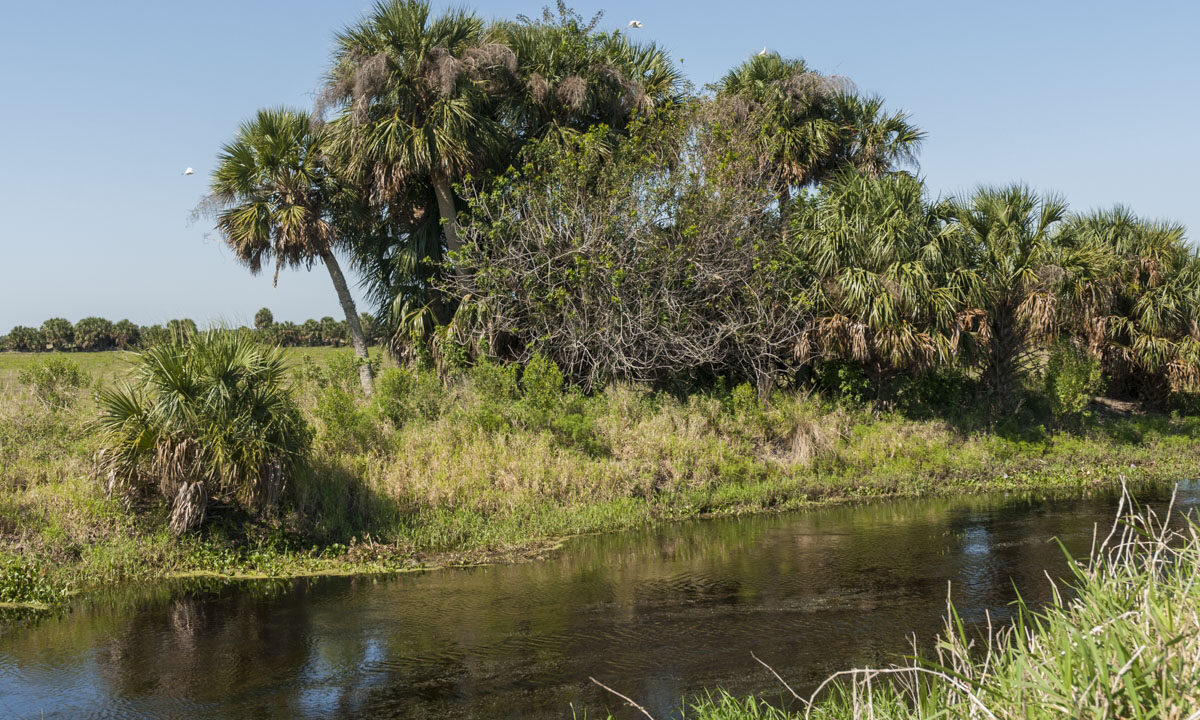 Palm tree lined canal at River Lakes Conservation Area