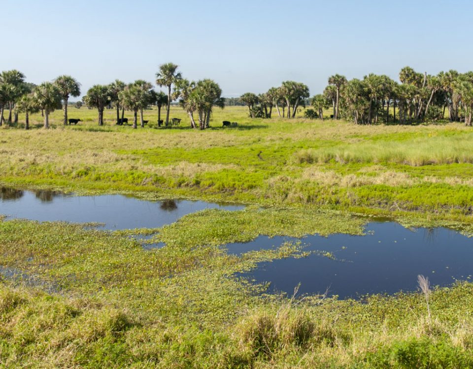 Canal at River Lakes Conservation Area