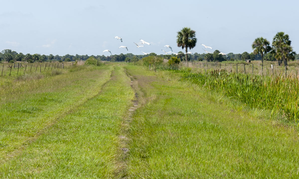White birds flying over a trail at River Lakes Conservation Area