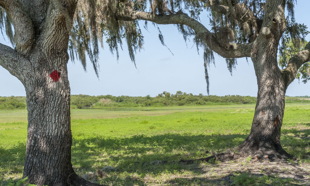 Oak trees at River Lakes Conservation Area