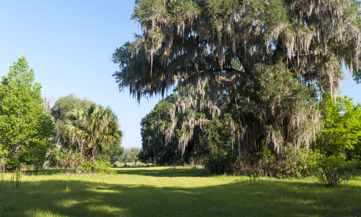 Trail next to large oak trees at Orange Creek Restoration Area