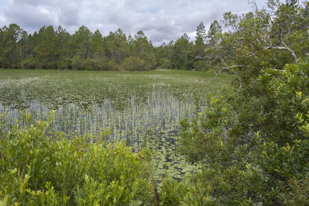 Wetland at Thomas Creek Conservation Area