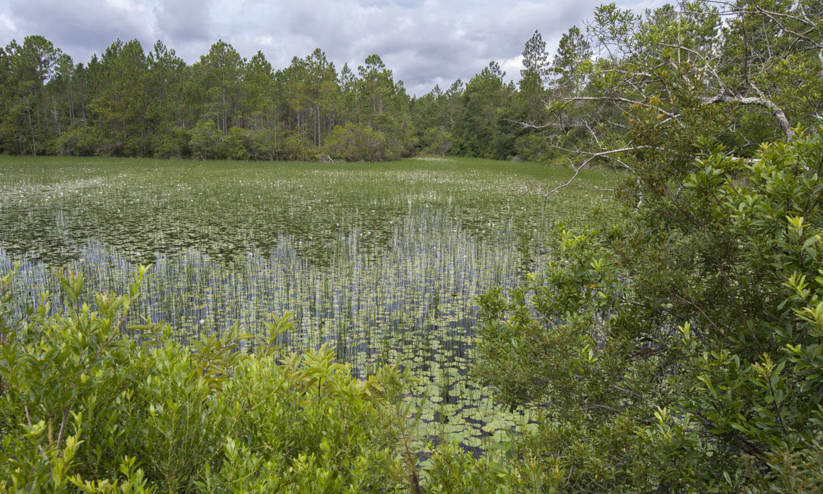Wetland at Thomas Creek Conservation Area