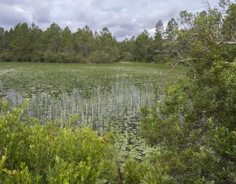 Wetland at Thomas Creek Conservation Area