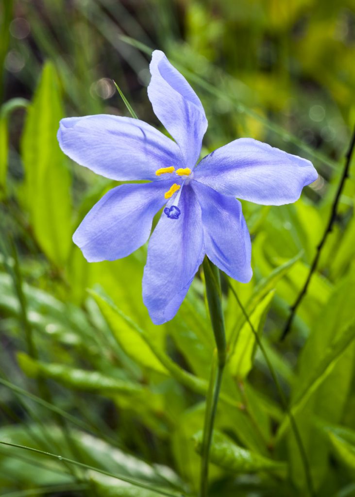 130523-082827 Blooming Bartram's Ixia