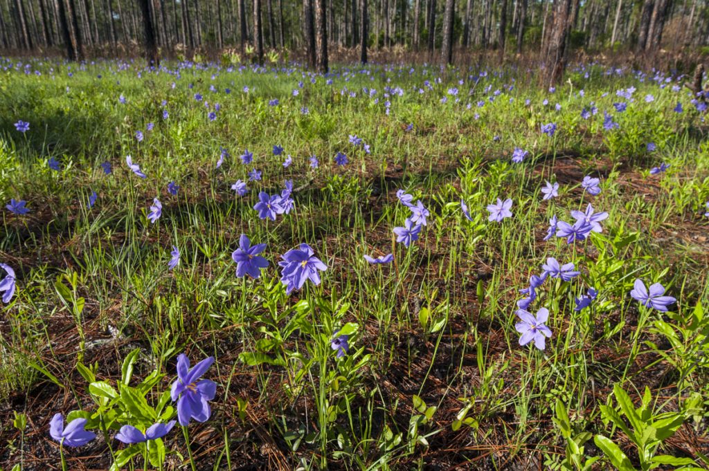 130523-085349 A large patch of Bartram's Ixia in bloom
