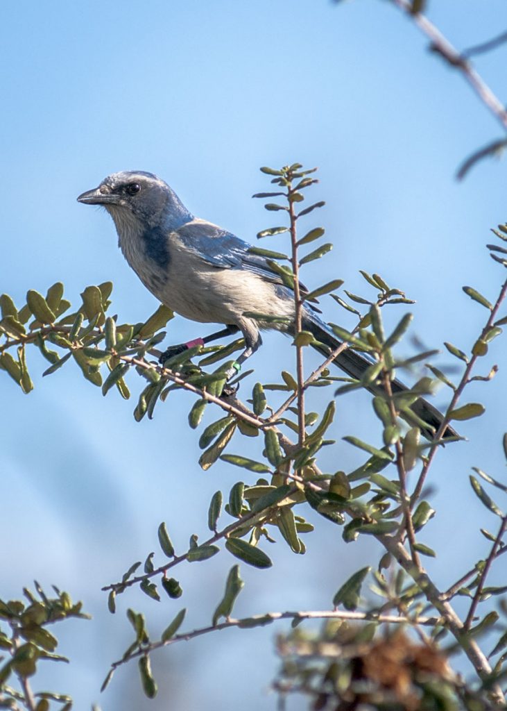 Relocation of scrub jays from the Melbourne area to the Buck Lak Scrub jay in a tree