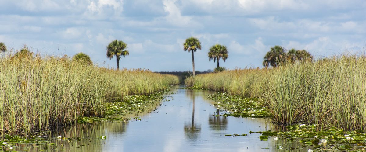 Airboat trail in Three Forks Marsh Airboat trail in Three Forks Marsh