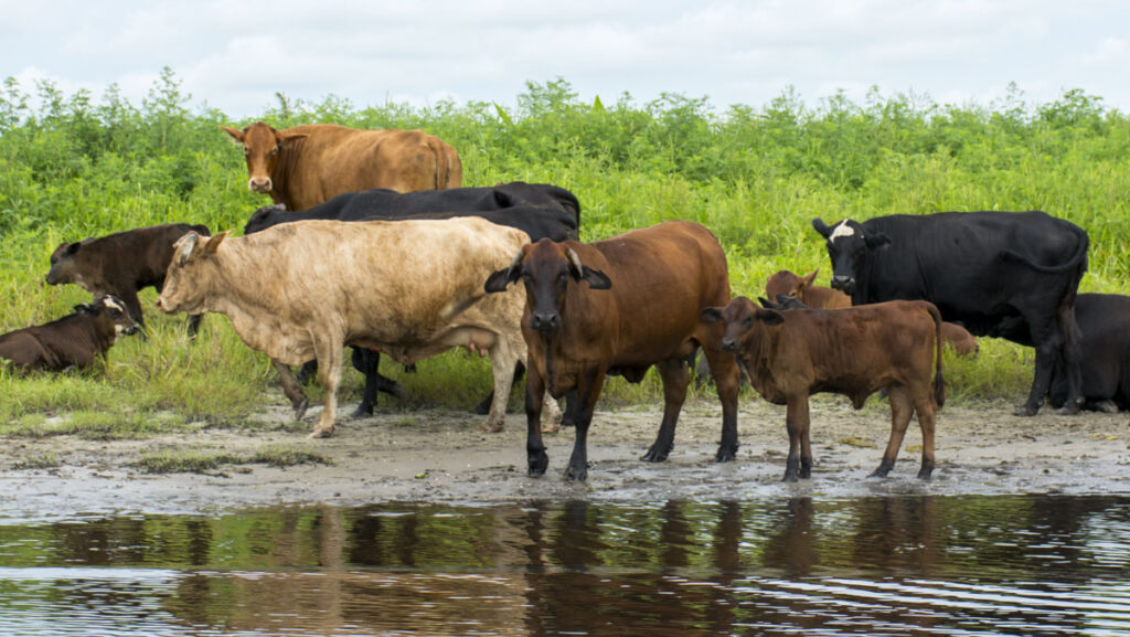 Cattle on the edge of the St. Johns River