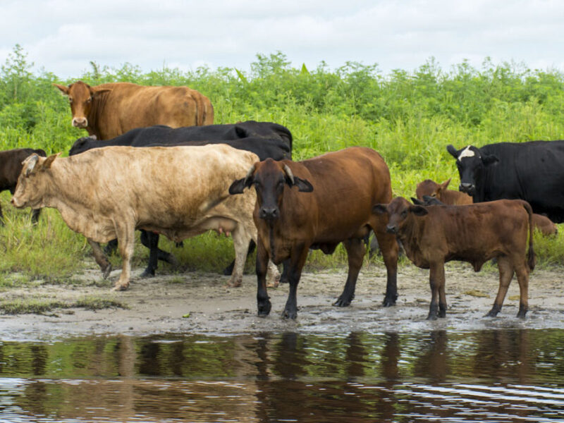 Cattle on the edge of the St. Johns River