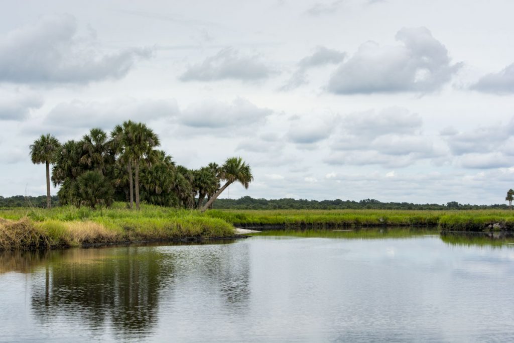Palm hammock along the St. Johns River at Canaveral Marshes