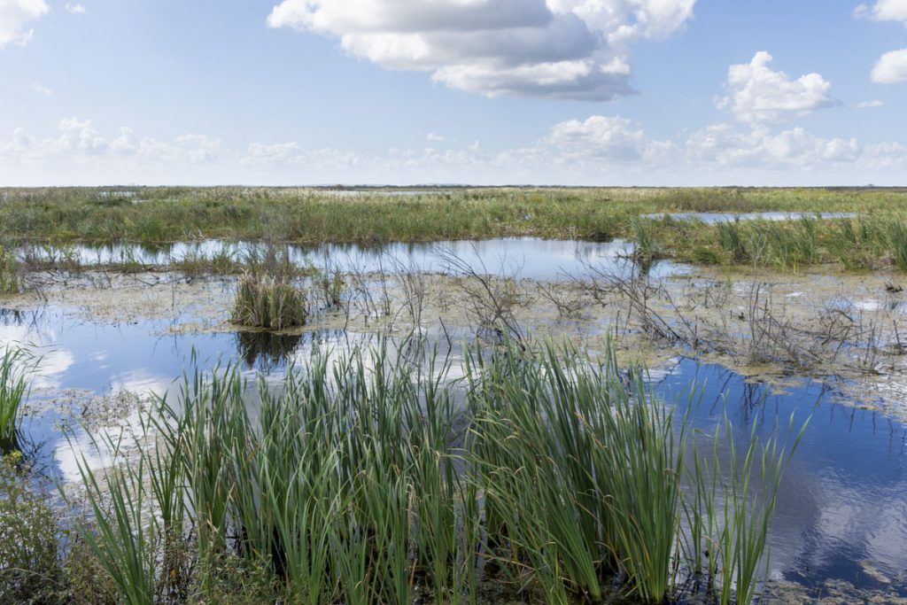 Wetland cell at Lake Apopka North Shore