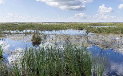 Wetland cell at Lake Apopka North Shore