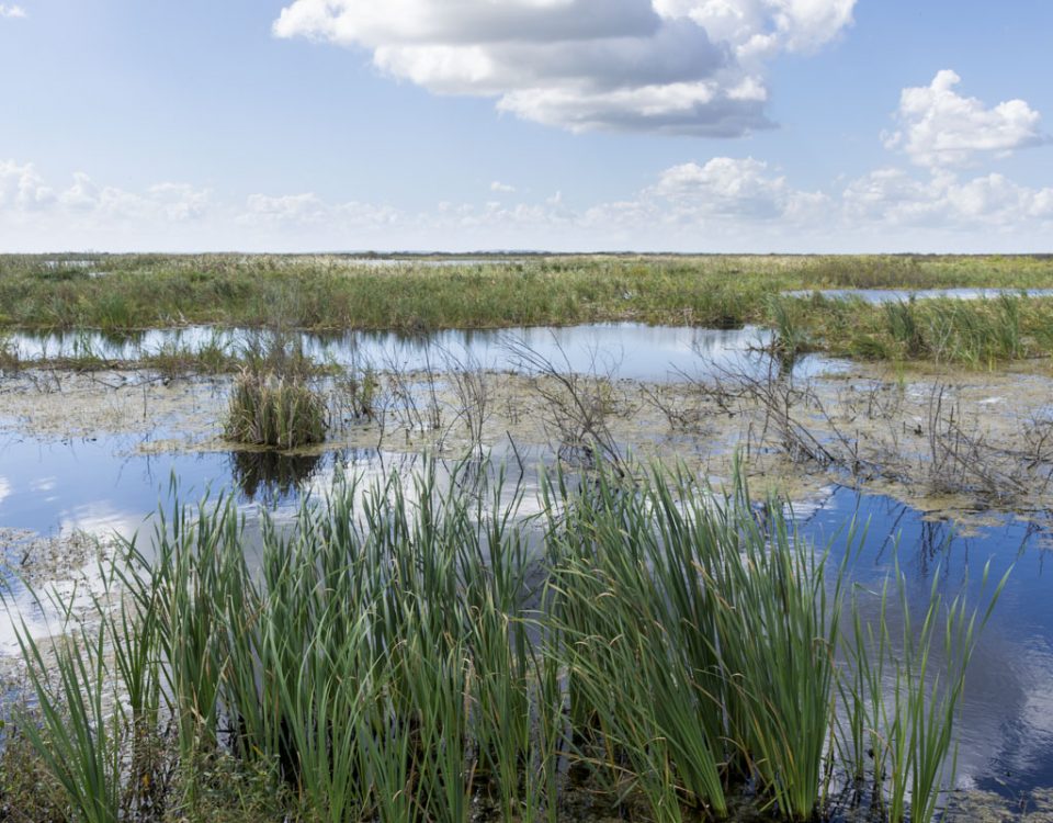 Wetland cell at Lake Apopka North Shore