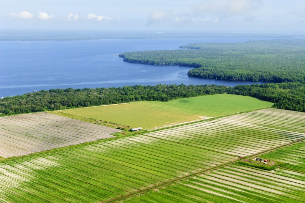 Aerial - Lower St. Johns River Basin Aerial of a farm on the edge of the St. Johns River
